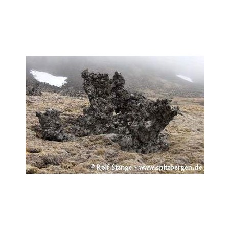 Jan Mayen book: lava sculpture, mosses and lichens