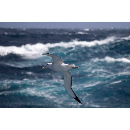 Die Nebel der Zeit: Die Lebensgeschichte von Cymba, dem Albatros aus Südgeorgien