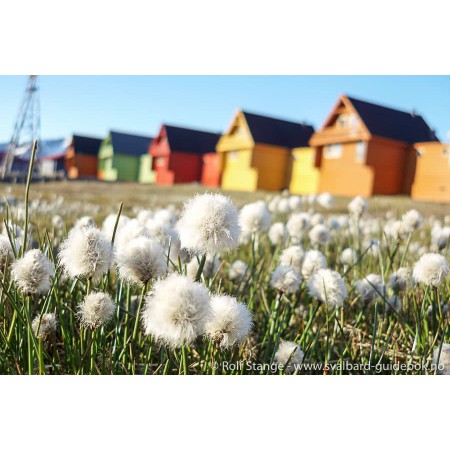 Spitsbergen – Svalbard.
Comprehensive guidebook. 
Illustration: Longyearbyen. Wooden houses, arctic cotton grass