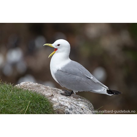 Reiseführer: Spitsbergen - Svalbard (Englisch). Foto: Tiere, Dreizehenmöwe