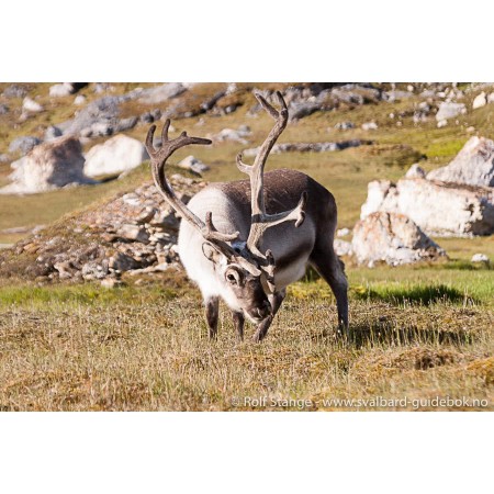 Reiseführer: Spitsbergen - Svalbard (Englisch). Foto: Rentier am Alkhornet, Isfjord