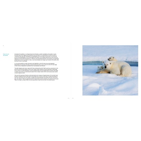 Polar bears - beloved and betrayed by Morten Jørgensen