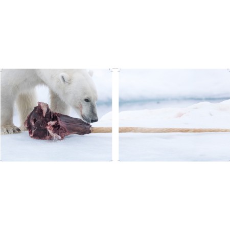Polar bears on the edge: the threat of hunting for polar bears