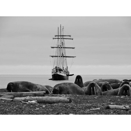 Spitzbergen Svalbard. Monochrome photo book, Nadine Hugo. Herd of walrus.