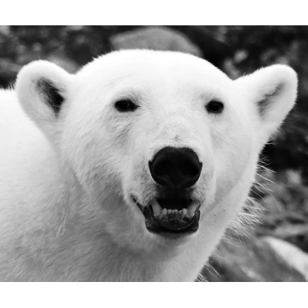 Spitzbergen Svalbard - fotobok, Nadine Hugo. Isbjørn.
