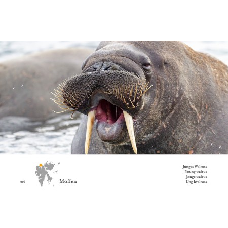 Spitsbergen - Cold Beauty. The Svalbard photo book