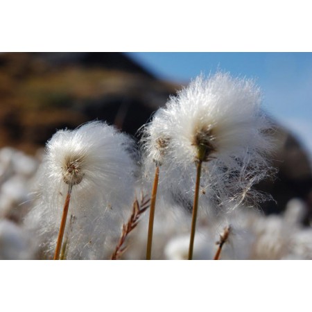 Greenland - a guidebook to the flowers