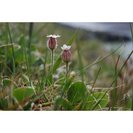 Greenland - a guidebook to the flowers