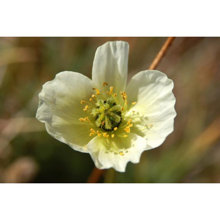 Greenland - a guidebook to the flowers