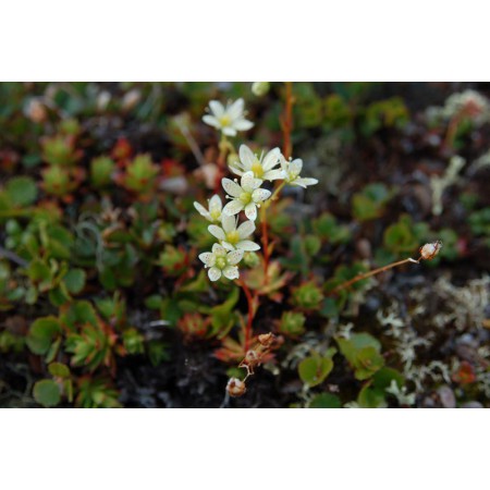 Greenland - a guidebook to the flowers