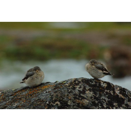 Greenland - a guidebook to the flowers