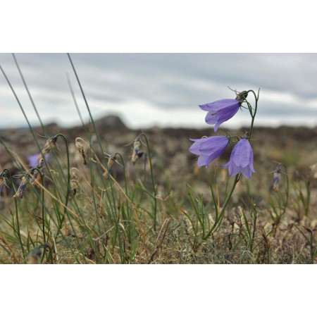 Greenland - a guidebook to the flowers