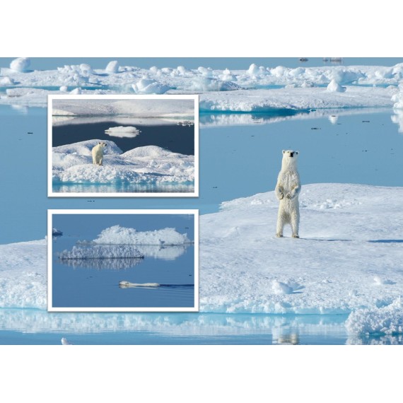 Kreuz und quer durch die Arktis. Nordwestpassage, Spitzbergen, Grönland