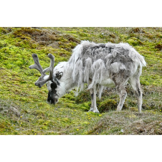 Kreuz und quer durch die Arktis. Nordwestpassage, Spitzbergen, Grönland