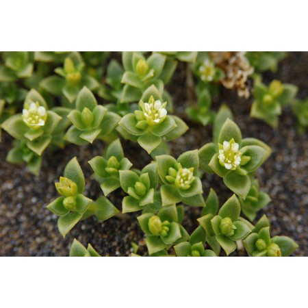 Greenland - a guidebook to the flowers