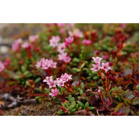 Greenland - a guidebook to the flowers