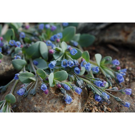 Greenland - a guidebook to the flowers