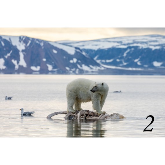 Spitsbergen driftwood picture frame Spitsbergen driftwood picture frame