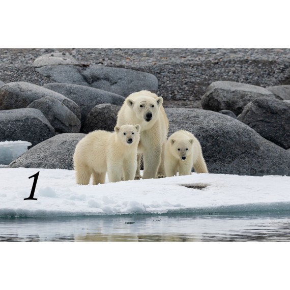 Svalbard drivved bilderamme