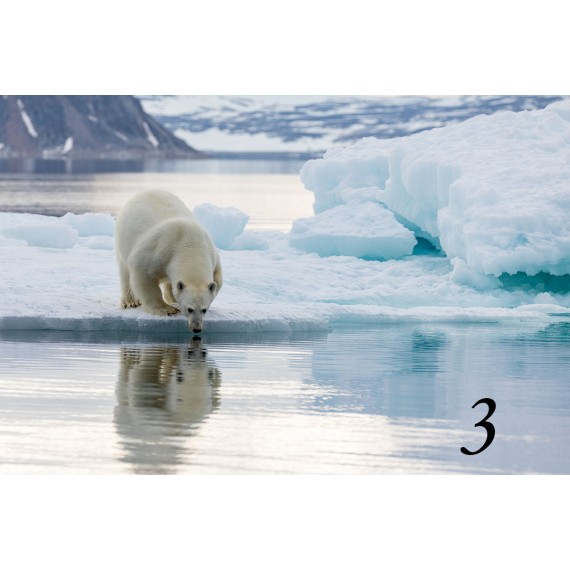 Svalbard drivved bilderamme