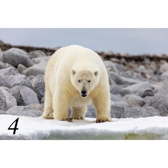 Bilderrahmen aus Spitzbergen-Treibholz