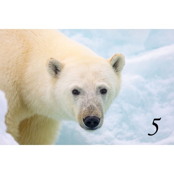 Svalbard drivved bilderamme