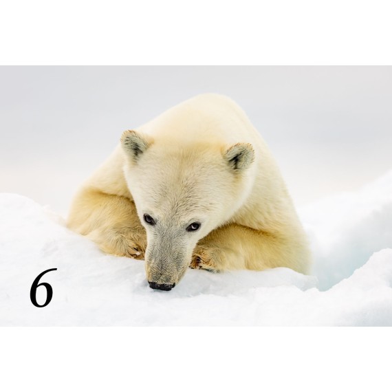 Spitsbergen driftwood picture frame Spitsbergen driftwood picture frame