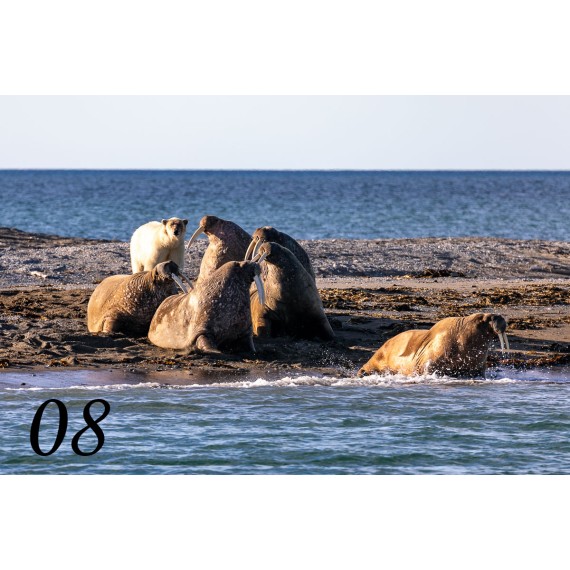 Svalbard drivved bilderamme