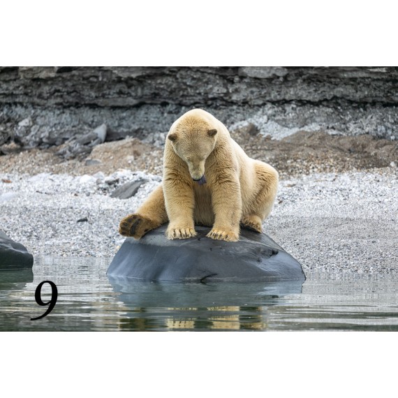 Svalbard drivved bilderamme