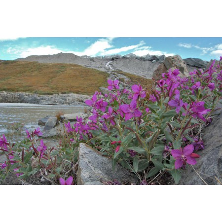 Greenland - a guidebook to the flowers