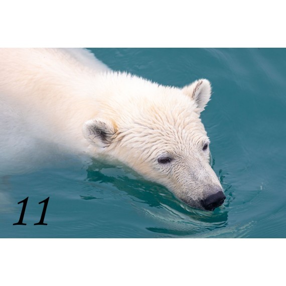 Svalbard drivved bilderamme