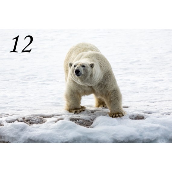 Svalbard drivved bilderamme