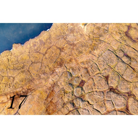 Svalbard drivved bilderamme