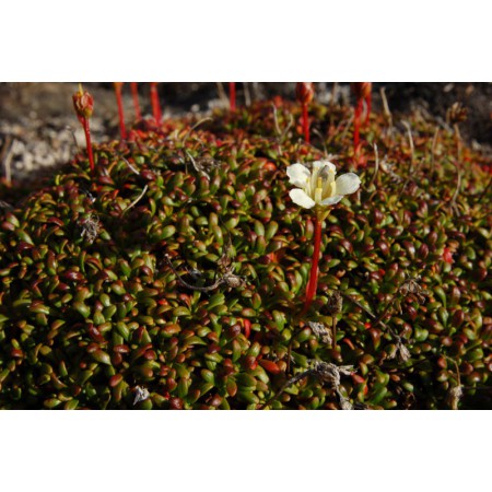 Greenland - a guidebook to the flowers