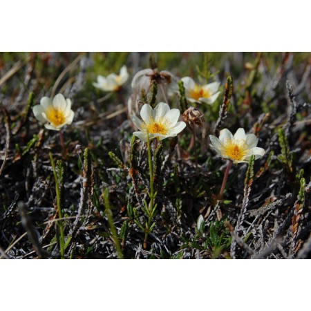 Greenland - a guidebook to the flowers