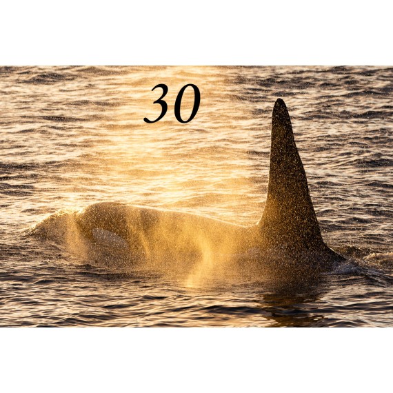 Svalbard drivved bilderamme