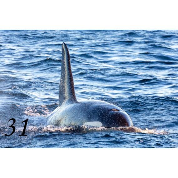 Svalbard drivved bilderamme