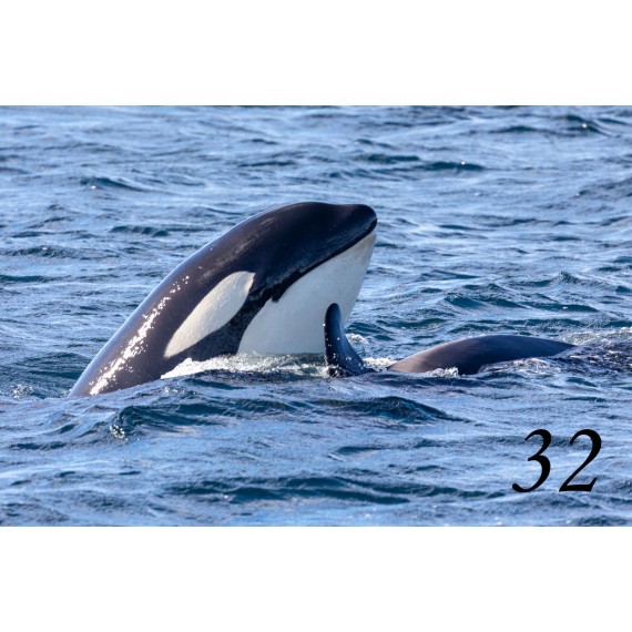 Spitsbergen driftwood picture frame Spitsbergen driftwood picture frame