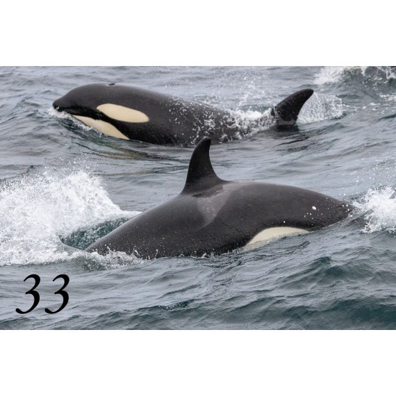 Svalbard drivved bilderamme