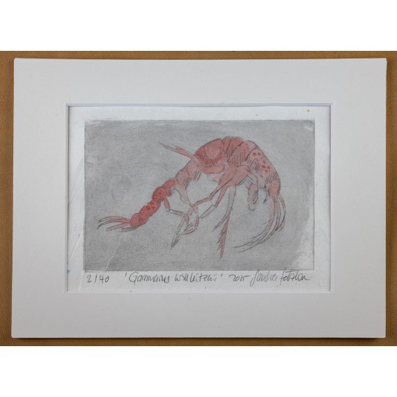 Radierungen "Svalbard Wildlife Edition" von Sandra Setzkorn