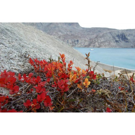 Greenland - a guidebook to the flowers