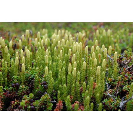 Greenland - a guidebook to the flowers