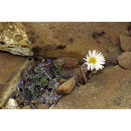 Greenland - a guidebook to the flowers