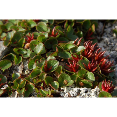 Greenland - a guidebook to the flowers