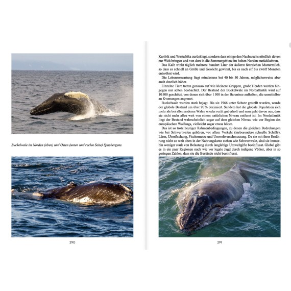 Reiseführer: Nordnorwegen im Winter. Wale und Nordlicht, Natur und Geschichte, Orte und Kultur