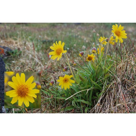 Greenland - a guidebook to the flowers