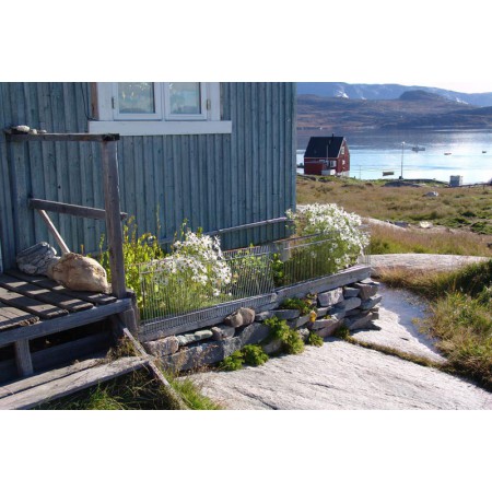 Greenland - a guidebook to the flowers