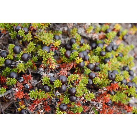 Greenland - a guidebook to the flowers