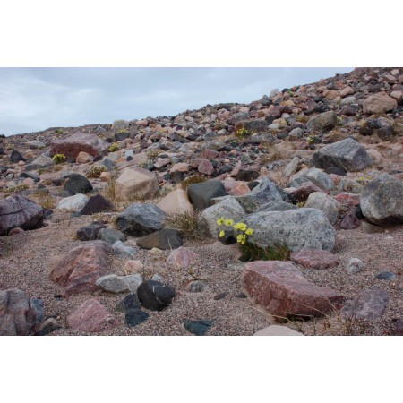 Greenland - a guidebook to the flowers