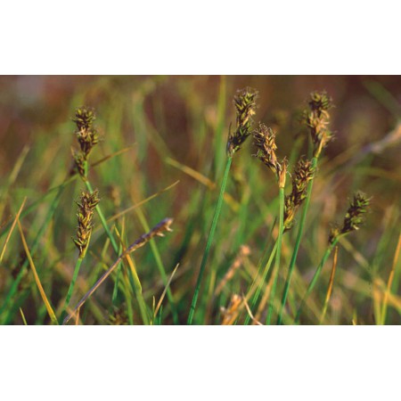 Die kleine Spitzbergenflora